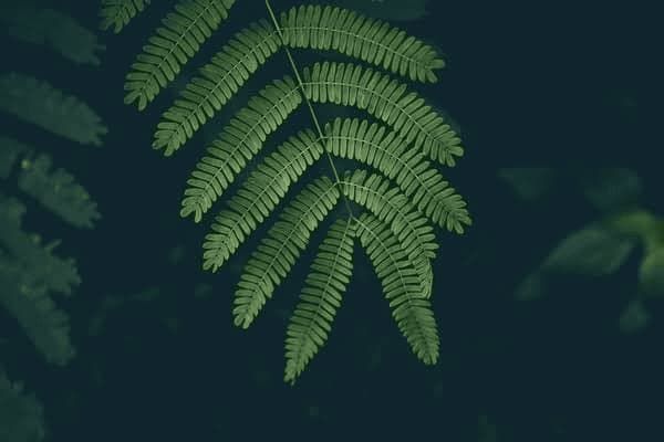 小型犬种都有什么,小型犬种都有什么品种