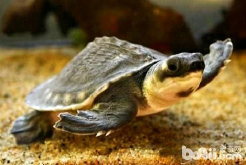 猪鼻龟的饲养方法有哪些?猪鼻龟饲养技巧