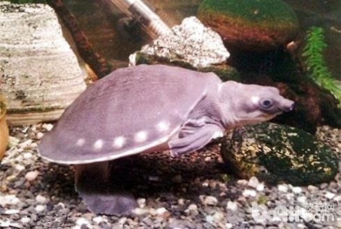 猪鼻龟的饲养方法有哪些?猪鼻龟饲养技巧