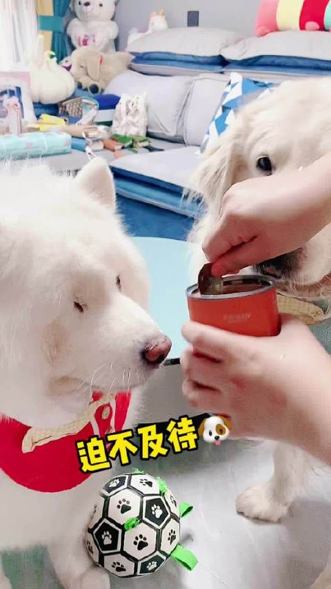 家有萌宠 鲜嫩可口的牛肉罐头,有肉有菜,直接吃拌粮吃都可以……