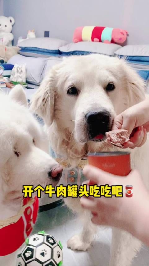 家有萌宠 俘获牛肉罐头,好吃又划算,六罐三十九点九……