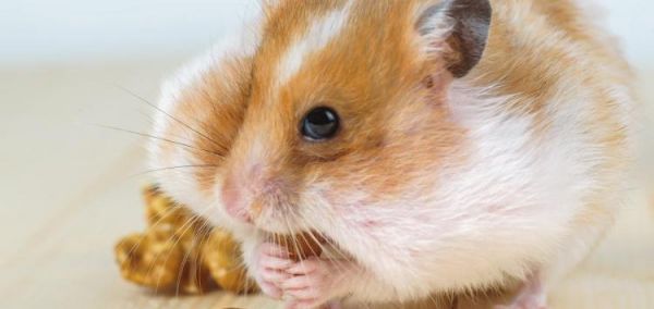 养小仓鼠的必备知识(掌握这些关键要点)