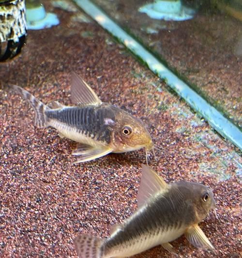 以鼠鱼为主的混养鱼类选择指南（探索与鼠鱼相宜的混养鱼种及注意事项）