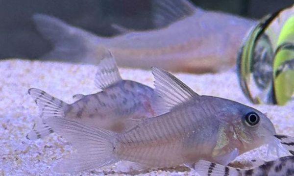 以鼠鱼为主的混养鱼类选择指南（探索与鼠鱼相宜的混养鱼种及注意事项）