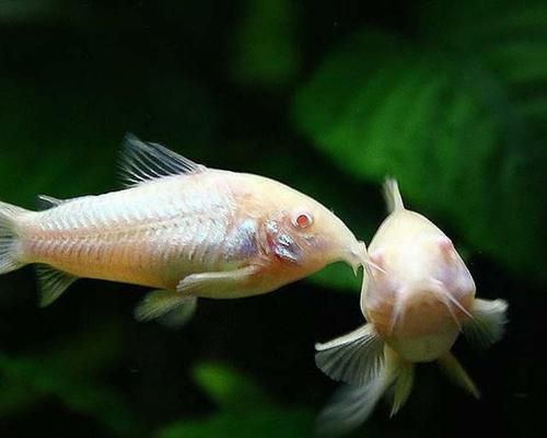 以鼠鱼为主的混养鱼类选择指南（探索与鼠鱼相宜的混养鱼种及注意事项）