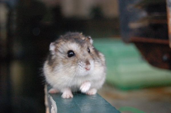想要入手一只小鼠?下面的挑选技巧学起来