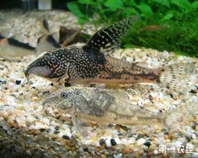 《宠物鼠鱼的美食指南:营养与选择全解析》