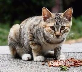 宠物猫怎么补充营养