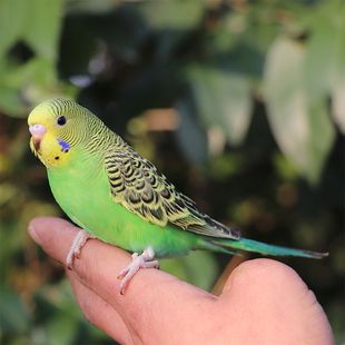 虎皮鹦鹉活鸟会说话的真鸟宠物鸟活物家养手养玄凤小鸟活体鸟笼