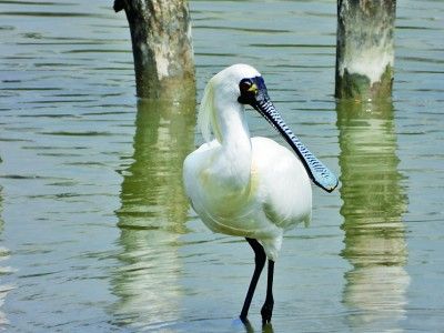 广东深圳华侨城国家湿地公园:都市腹地的“鸟类会客厅”