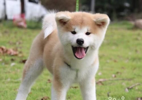 断奶后秋田犬喂养指南（从断奶到成年，健康饮食关键全解析！）