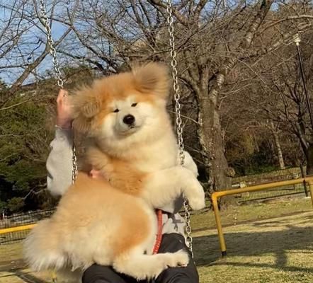 断奶后秋田犬喂养指南（从断奶到成年，健康饮食关键全解析！）