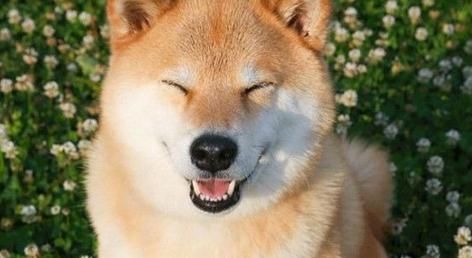 断奶后秋田犬喂养指南（从断奶到成年，健康饮食关键全解析！）