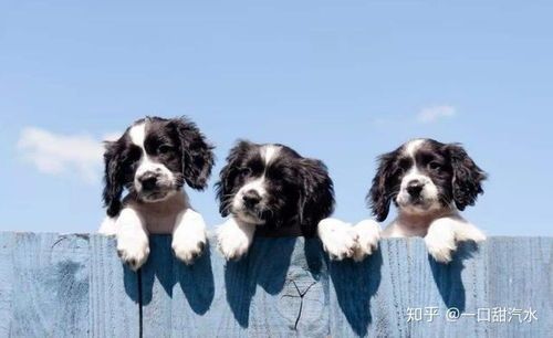 大白熊成年狗粮选择指南