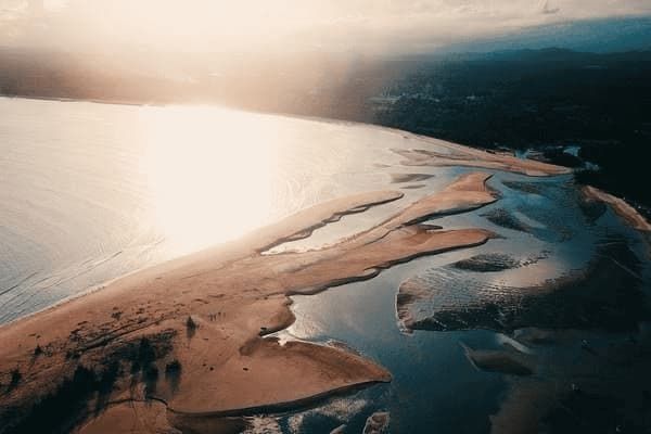 成年狗比熊肚子大什么原因,成年狗比熊肚子大什么原因造成的