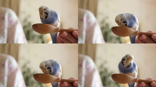 主人喂食一只鹦鹉。特写镜头。白蓝色的虎皮鹦鹉栖息在手上。宠物鸟正在从人手掌中吃黄瓜和谷物。温馨的室内