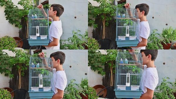 小男孩在后院花园的笼子里悉心照顾他的宠物鸟,强调孩子和动物之间的联系