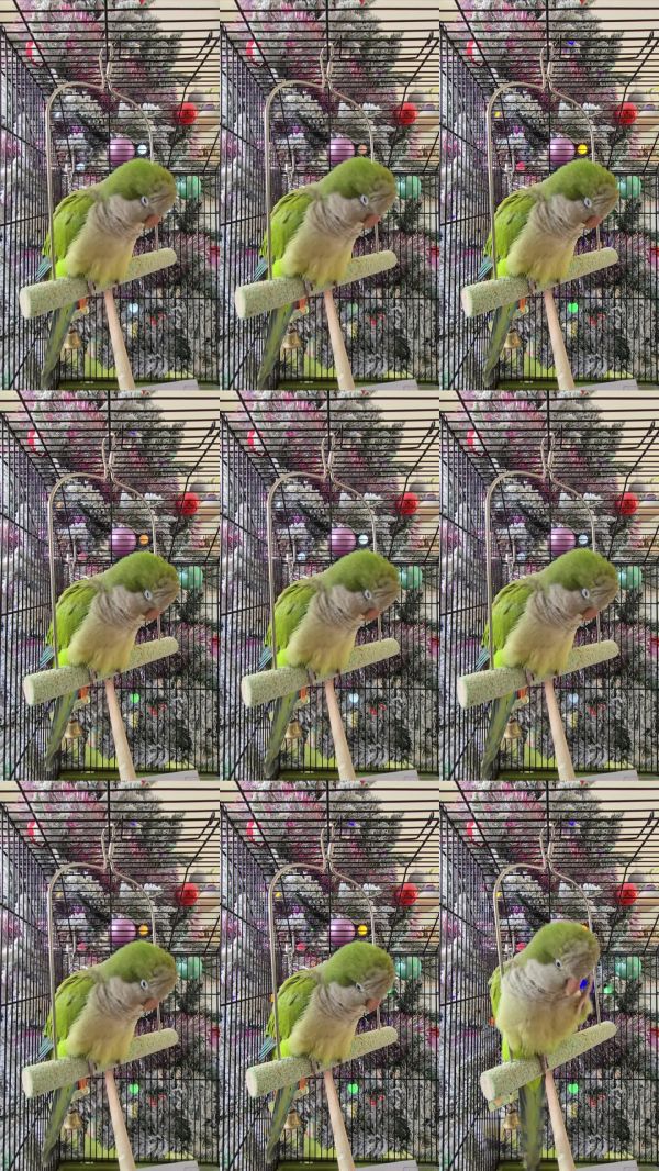 睡意朦胧的宠物鸟僧侣鹦鹉/夸克鹦鹉,背景是装饰好的圣诞树。