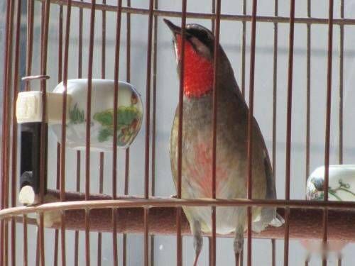 养鸟需谨慎，过敏者、忙碌族、过敏体质者不宜。