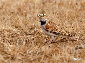 养鸟需谨慎，过敏者、忙碌族、过敏体质者不宜。