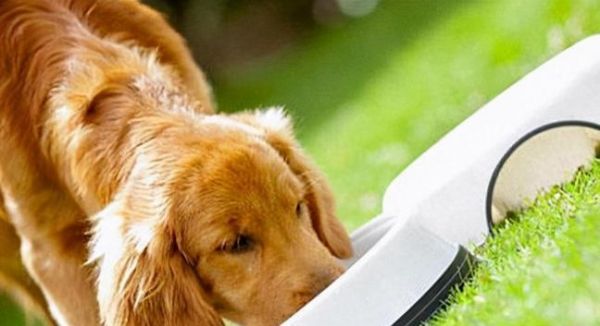 如何帮助宠物狗恢复食欲（狗狗吃了吐没精神）