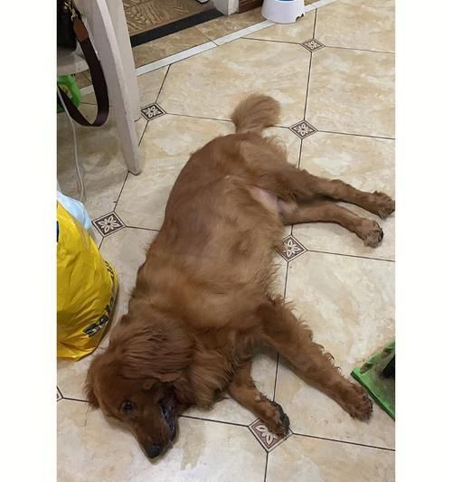 如何帮助宠物狗恢复食欲（狗狗吃了吐没精神）