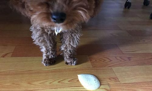 如何帮助宠物狗恢复食欲（狗狗吃了吐没精神）