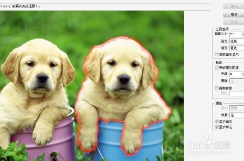 宠物主人必看！小狗断尾处理指南