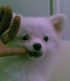 宠物犬脸部抽搐怎么办？