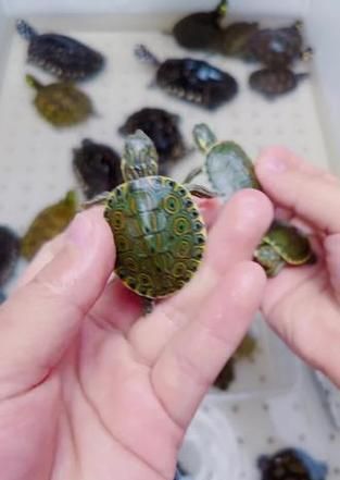 佛州甜甜圈龟的饲养方法（宠物爱好者必读的龟类养殖指南）