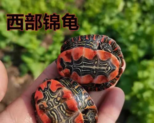 佛州甜甜圈龟的饲养方法（宠物爱好者必读的龟类养殖指南）