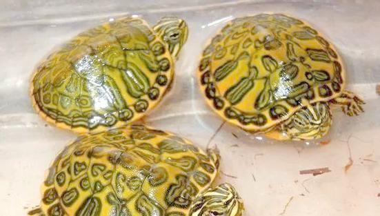 佛州甜甜圈龟的饲养方法（宠物爱好者必读的龟类养殖指南）