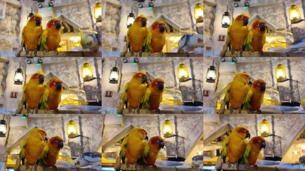 色彩斑斓的鸟儿在舒适的室内鸟舍环境中互动。