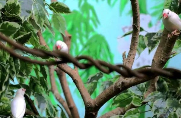 白文鸟繁殖的最佳窝选择（为白文鸟提供最舒适的繁殖环境）