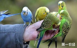 虎皮鹦鹉皮肤癣如何治疗？