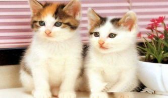 小猫咪的萌态，哪个更魅惑人心？