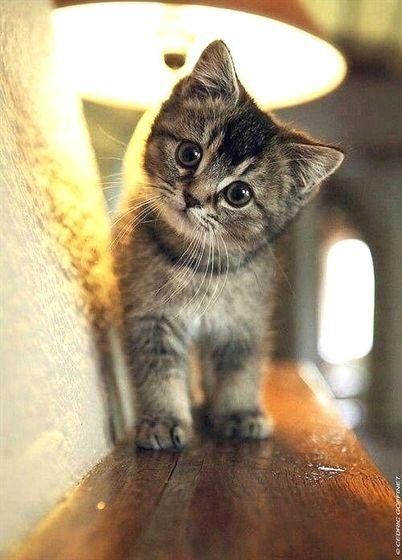 小猫咪的萌态，哪个更魅惑人心？