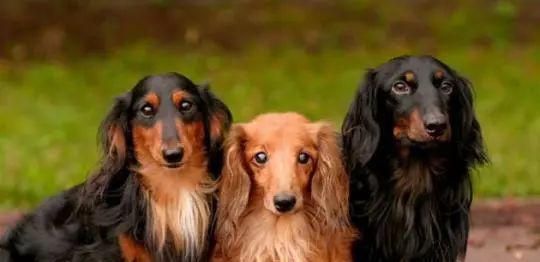 腊肠犬每日食量标准是多少？如何确保营养均衡？