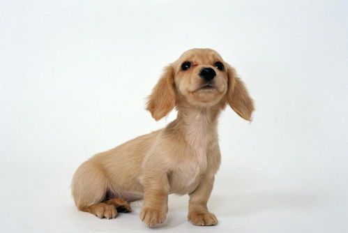 腊肠犬每日食量标准是多少？如何确保营养均衡？