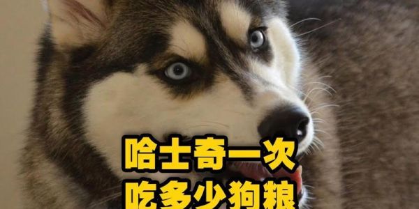 狗狗每顿吃多少？如何掌握狗狗的饮食量？（建议每种品种的狗狗每餐应该吃多少，如何计算狗狗的食量？）
