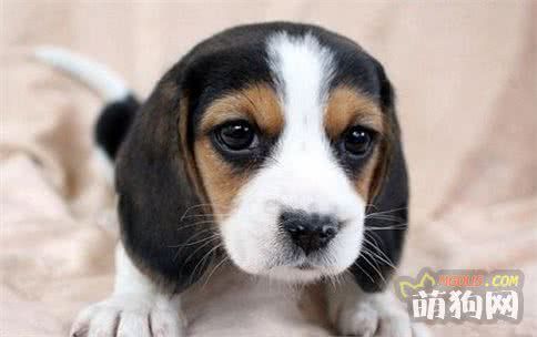 狗狗太胖了！宠物主需要注意的宠物狗肥胖问题