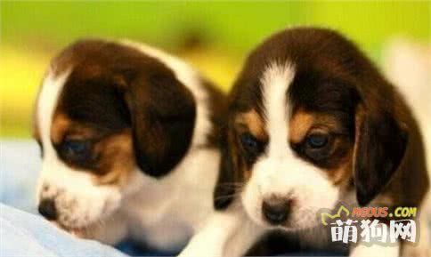 狗狗太胖了！宠物主需要注意的宠物狗肥胖问题