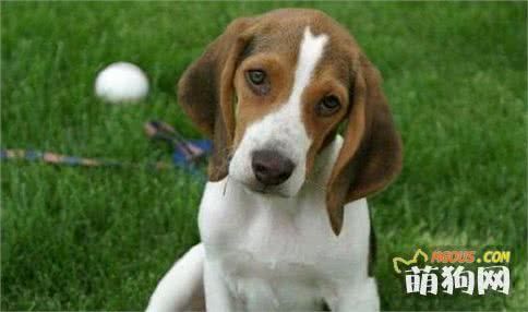 狗狗太胖了！宠物主需要注意的宠物狗肥胖问题