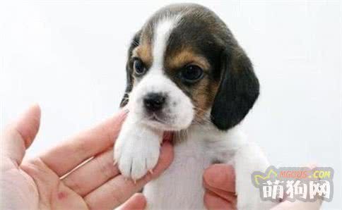 狗狗太胖了！宠物主需要注意的宠物狗肥胖问题