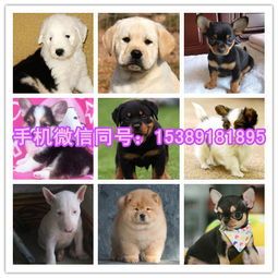 揭秘:五大智商较低的宠物狗品种