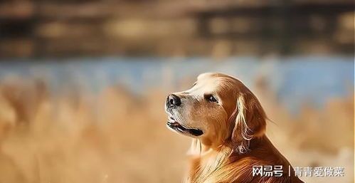 揭秘:五大智商较低的宠物狗品种