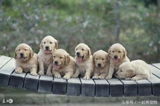 揭秘:五大智商较低的宠物狗品种