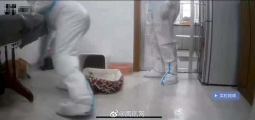 江西隔离宠物狗事件官方通报