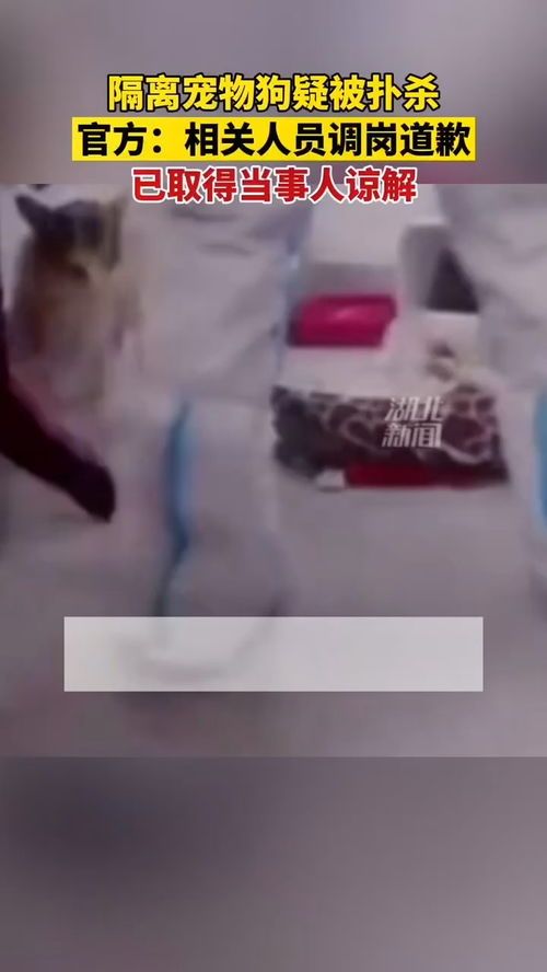 江西隔离宠物狗事件官方通报