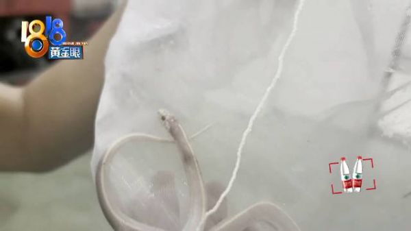 宠物猫放生宠物蛇吓坏邻居